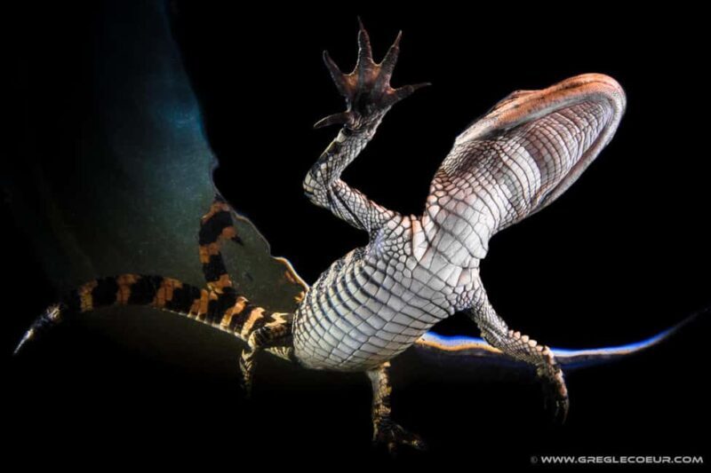 From Miami: Everglades at Night with Guided Airboat Tour - Good To Know