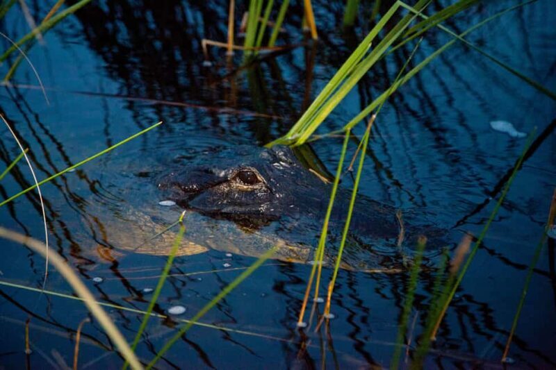 From Miami: Everglades at Night with Guided Airboat Tour - Practical Tips for a Smooth Experience