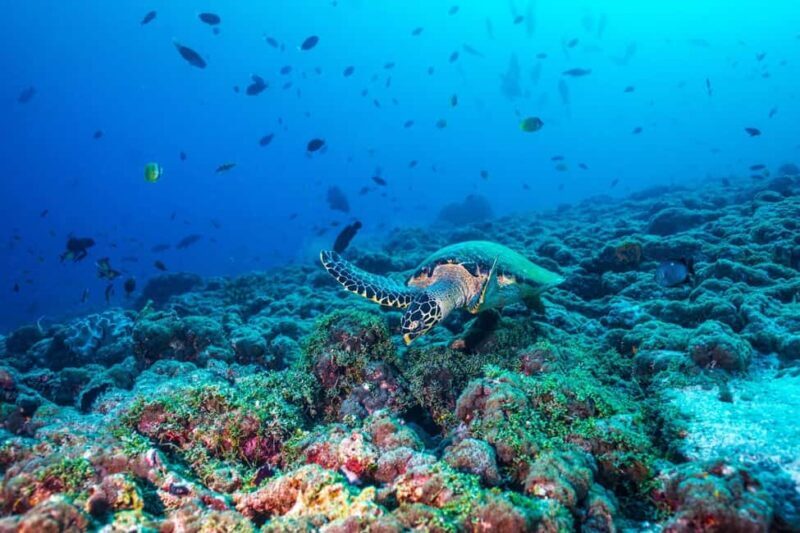 From Miami: Roundtrip Bimini Ferry with Hotel Transfers - Potential Drawbacks to Keep in Mind