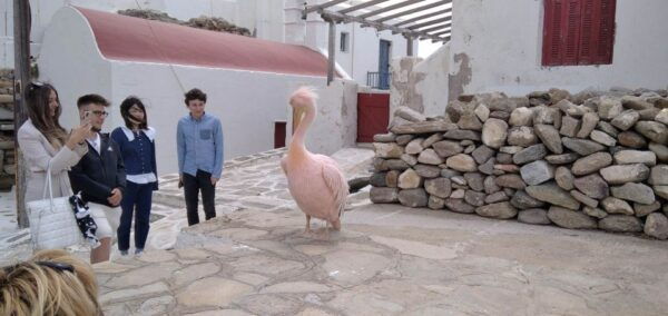 From Mikonos: Tastes and Traditions of Mykonos Guided Tour - Explore Mykonos Old Town