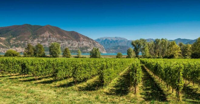 From Milan: Full Day in Franciacorta. 2 Wineries & Lunch - Logistics