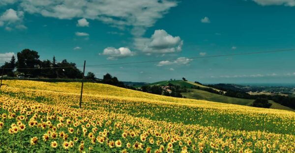 From Milan: Pavia & Oltrepò Pavese Private Day Trip W/ Lunch - Transportation Details