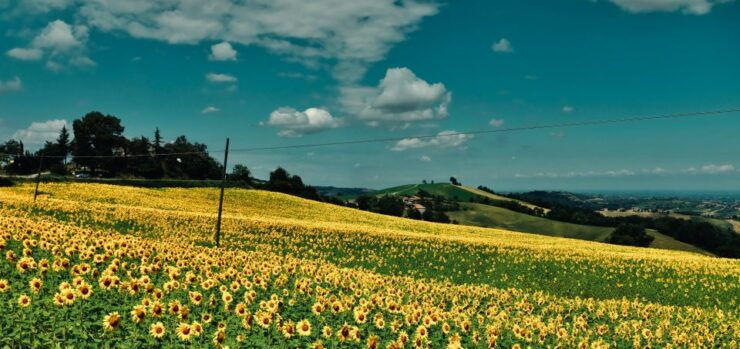 From Milan: Pavia & Oltrepò Pavese Private Day Trip W/ Lunch - Tour Details
