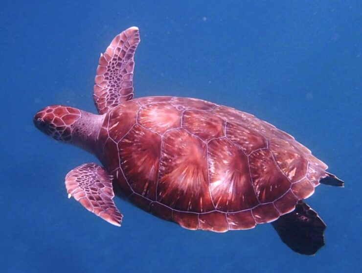 From Mindelo: São Vicentes Enchanting Sea Turtle Snorkeling - Customer Reviews