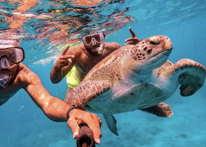 From Mindelo: São Vicentes Enchanting Sea Turtle Snorkeling - Booking Details