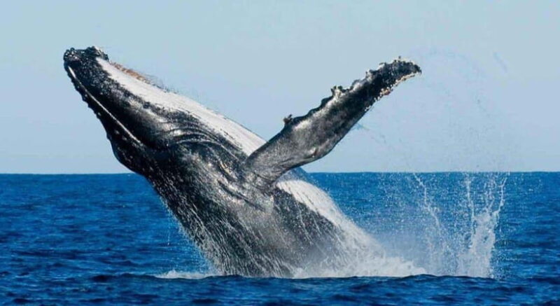 From Mirissa: All Inclusive Whales & Dolphin Watching Tour - Good To Know