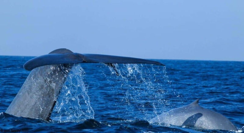 From Mirissa: All Inclusive Whales & Dolphin Watching Tour - An In-Depth Look at the Experience