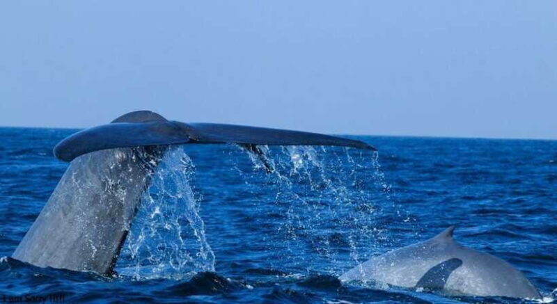 From Mirissa: All Inclusive Whales & Dolphin Watching Tour - FAQs