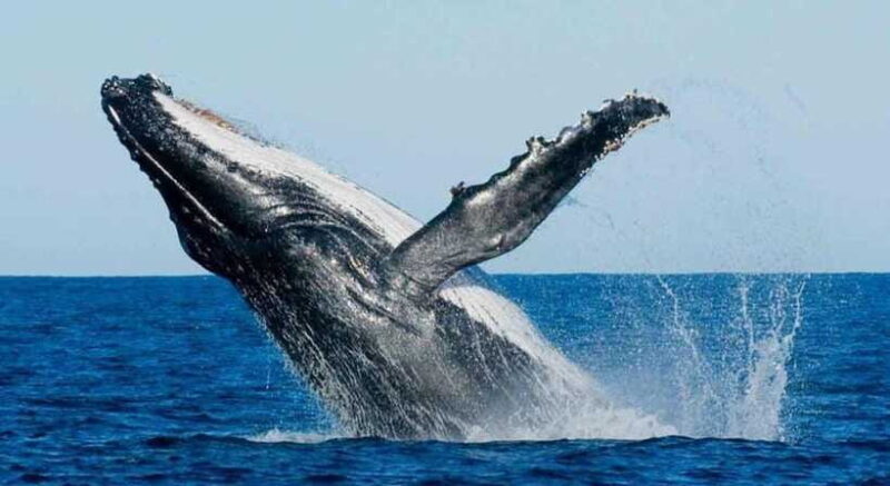 From Mirissa: All Inclusive Whales & Dolphin Watching Tour - Frequently Asked Questions