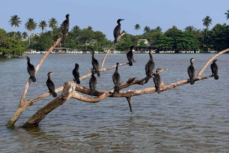 From Mirissa: Crocodile Watching River Boat Safari - Introduction to the Crocodile Watching Safari