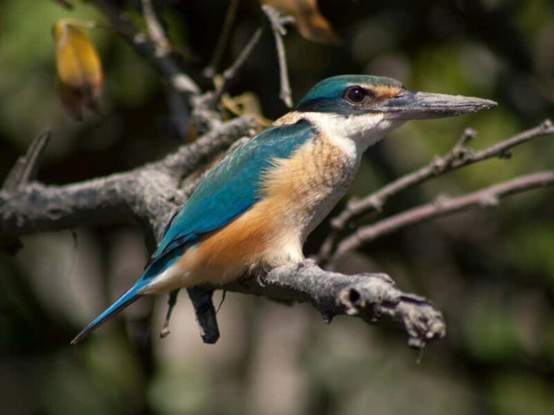 From Mirissa: Crocodile Watching River Boat Safari - Good To Know