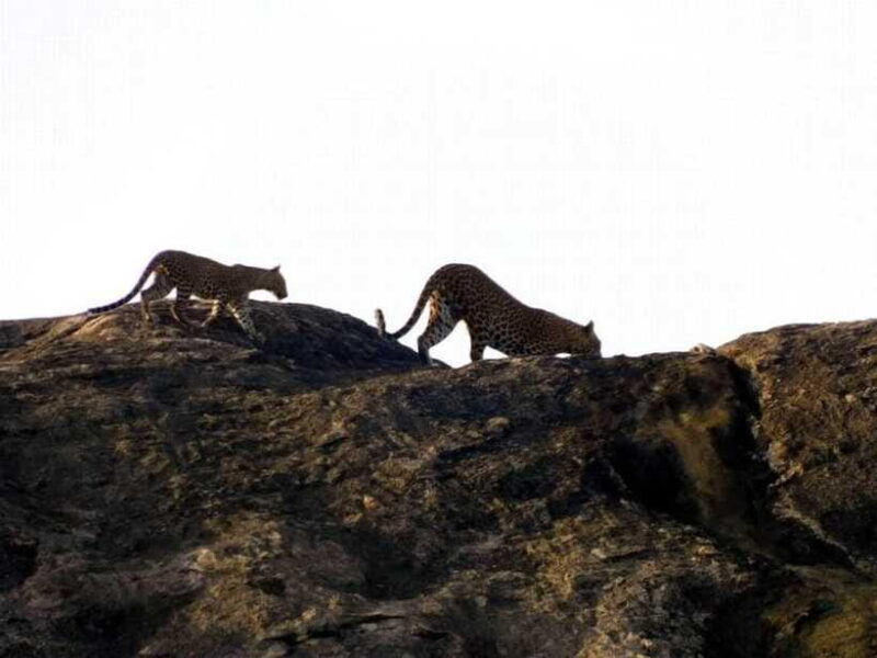 From Mirissa / Galle / Bentota : DAY TOUR to ELLA & Return - Frequently Asked Questions