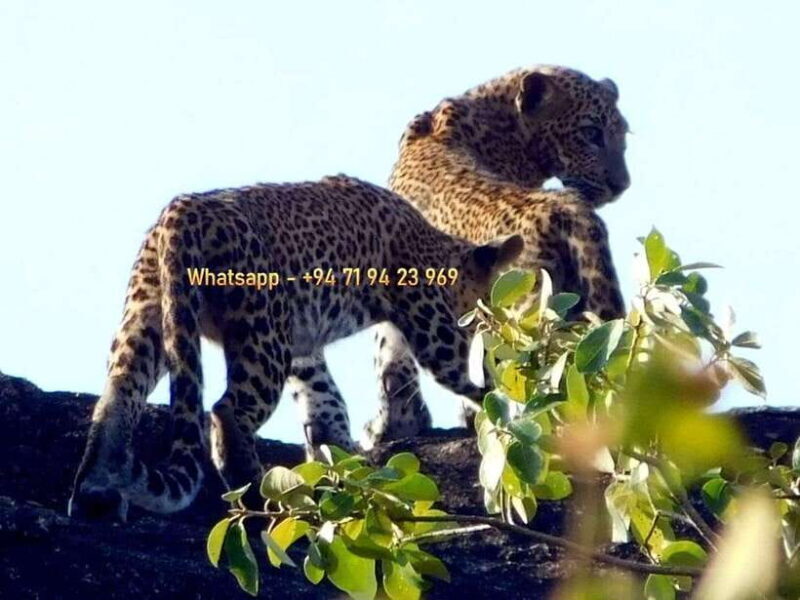 From Mirissa / Galle / Bentota : DAY TOUR to ELLA & Return - Additional Experiences & Optional Extras