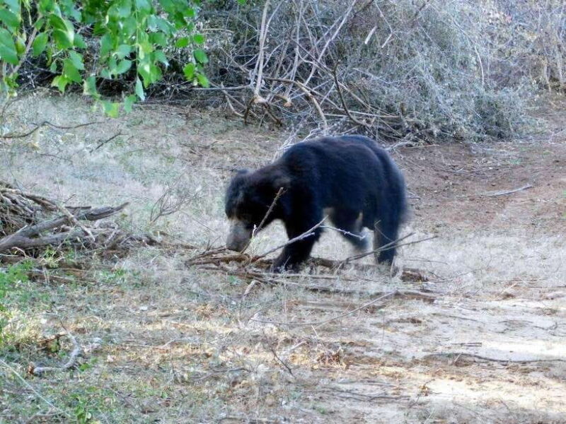 From Mirissa / Galle / Bentota : DAY TOUR to ELLA & Return - Final Thoughts: Is This Tour Worth It?