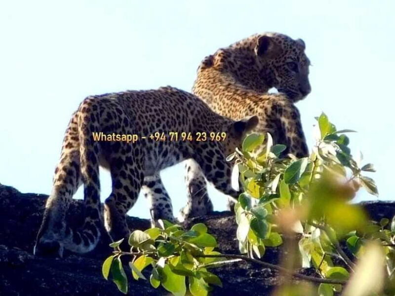 From Mirissa / Galle / Bentota : DAY TOUR to ELLA & Return - FAQs