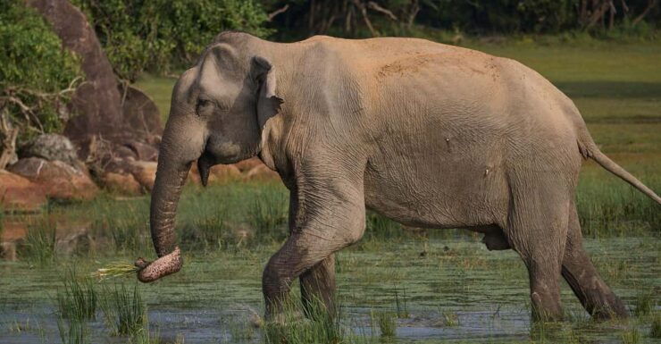 From Mirissa/Galle/Hikkaduwa: Udawalawa National Park Safari - Good To Know