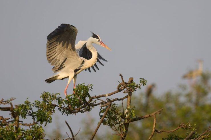 From Mirissa/Galle/Hikkaduwa: Udawalawa National Park Safari - Itinerary Highlights