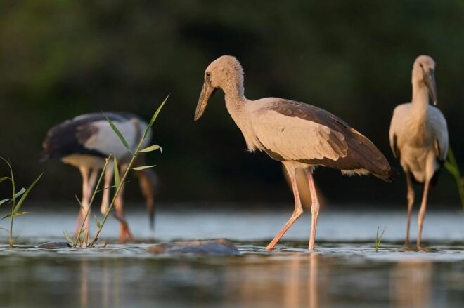 From Mirissa/Galle/Hikkaduwa: Udawalawa National Park Safari - Wildlife Experience