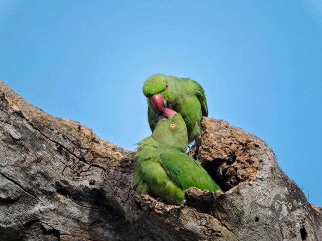 From Mirissa/Galle/Hikkaduwa: Udawalawa National Park Safari - Conservation Efforts