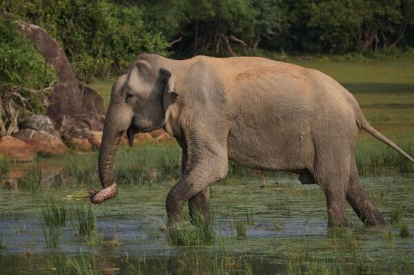 From Mirissa/Galle/Hikkaduwa: Udawalawa National Park Safari - Booking Details