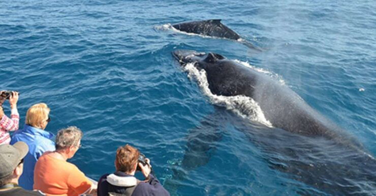 From Mirissa: Private Whale Watching Tour With Sunset - Free Cancellation and Flexible Payment Options