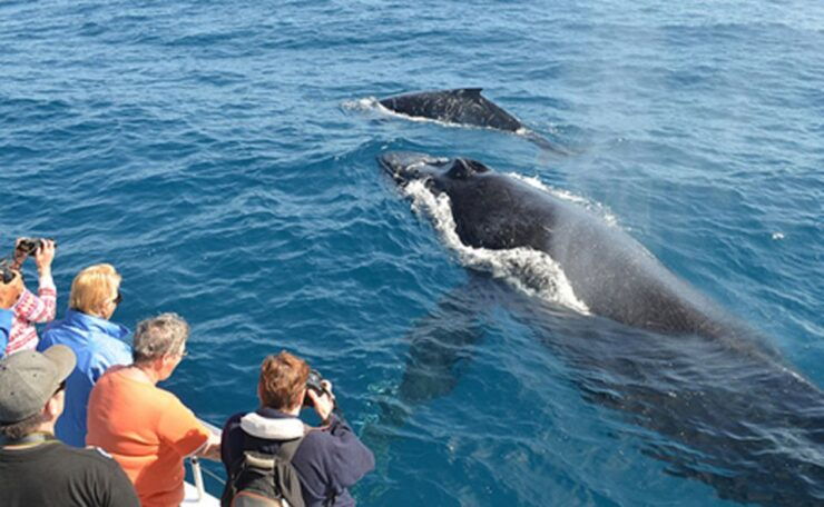 From Mirissa: Private Whale Watching Tour With Sunset - Duration and Starting Times of the Tour