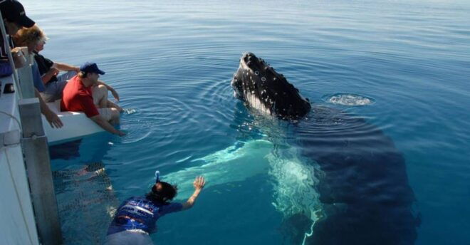 From Mirissa: Private Whale Watching Tour With Sunset - Offshore Adventure in the South Coast