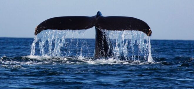 From Mirissa: Private Whale Watching Tour With Sunset - Thrilling Search for the Worlds Largest Mammal