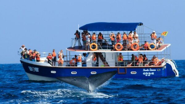 From Mirissa: Private Whale Watching Tour With Sunset - Arrival and Departure Times at Mirissa Harbor