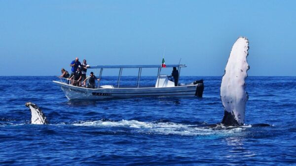 From Mirissa: Private Whale Watching Tour With Sunset - The Sum Up