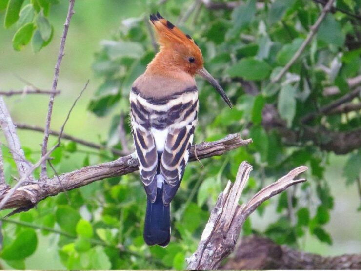 From Mirissa/Tangalle: Safari at Lunugamvehera National Park - Activity Details
