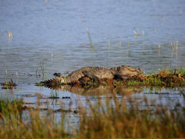 From Mirissa/Tangalle: Safari at Lunugamvehera National Park - Experience Highlights