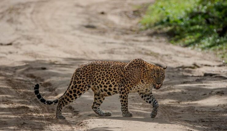 From Mirissa /Weligama /Tangalle to Yala Safari & Drop- Ella - Good To Know