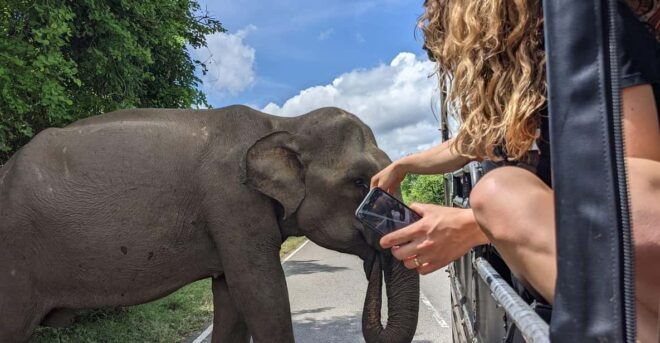 From Mirissa /Weligama /Tangalle to Yala Safari & Drop- Ella - Safari Highlights and Features