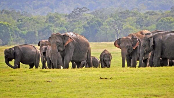 From Mirissa /Weligama /Tangalle to Yala Safari & Drop- Ella - What to Bring