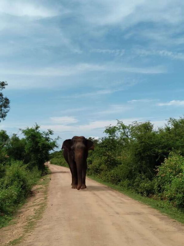 From Mirissa/ Weligama : Udawalawe Safari - Day Trip - Who Will Love This Tour?