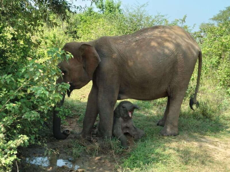 From Mirissa/ Weligama : Udawalawe Safari - Day Trip - FAQ