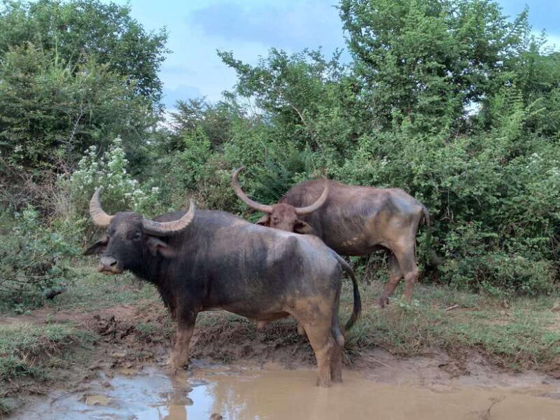 From Mirissa/ Weligama : Udawalawe Safari - Day Trip - Final Thoughts