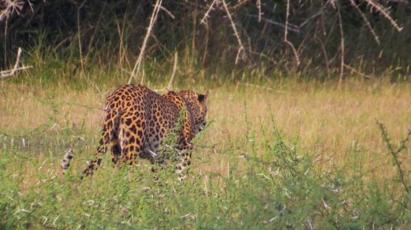 From Mirissa: Yala National Park Safari With Hotel Pickup - Nearby Attractions to Explore