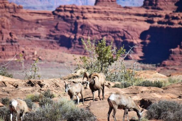 From Moab: Sky District Canyonlands National Park 4x4 Tour - Geology, Flora, and Fauna