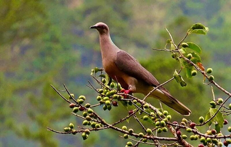 From Montego Bay/Falmouth: Coffee Farm Blue Mountain Hike - Good To Know