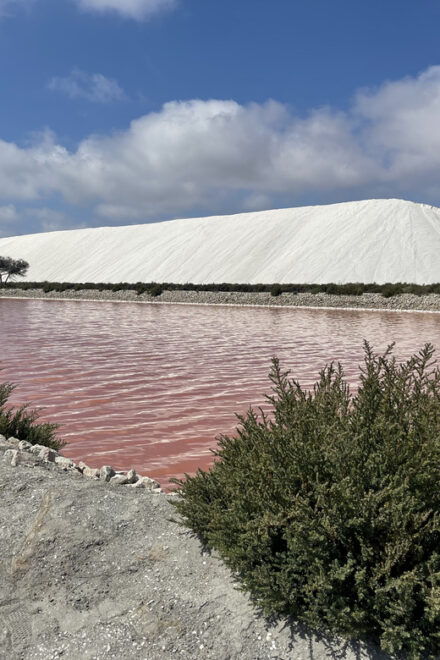 From Montpellier: Camargue and Salt Marshes Guided Tour - Key Attractions