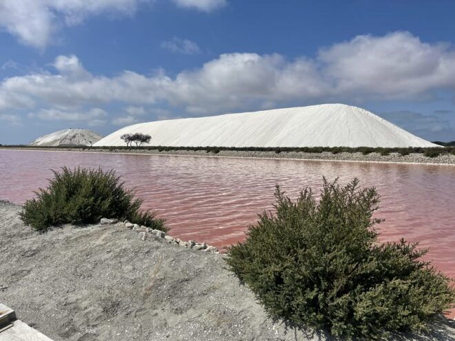 From Montpellier: Camargue and Salt Marshes Guided Tour - Wildlife Viewing Opportunities
