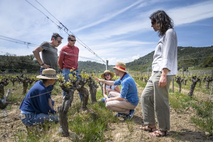 From Montpellier: Half-Day Vineyard & Pic Saint-Loup Tour - Vineyard Location and Wine Sampling