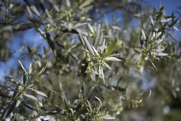 From Montpellier: Wine and Olive Tour - Activity Highlights