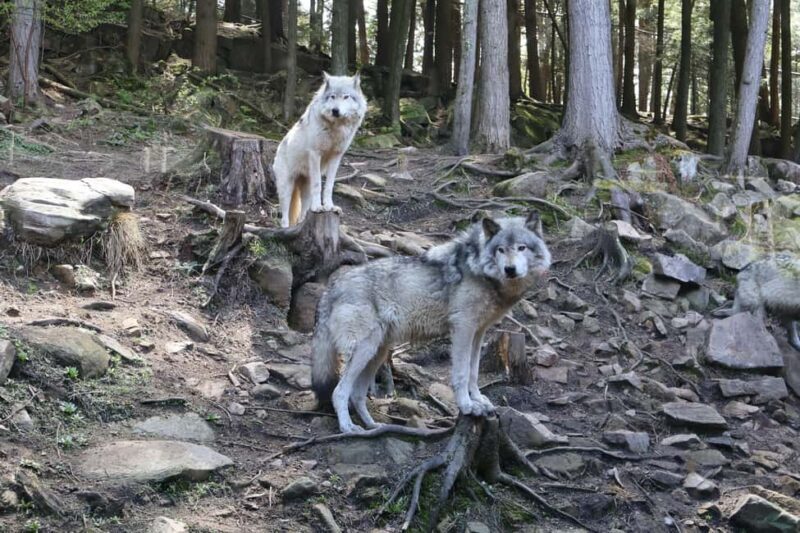 From Montreal: Omega Park Wildlife Safari Calling Sounds - Good To Know
