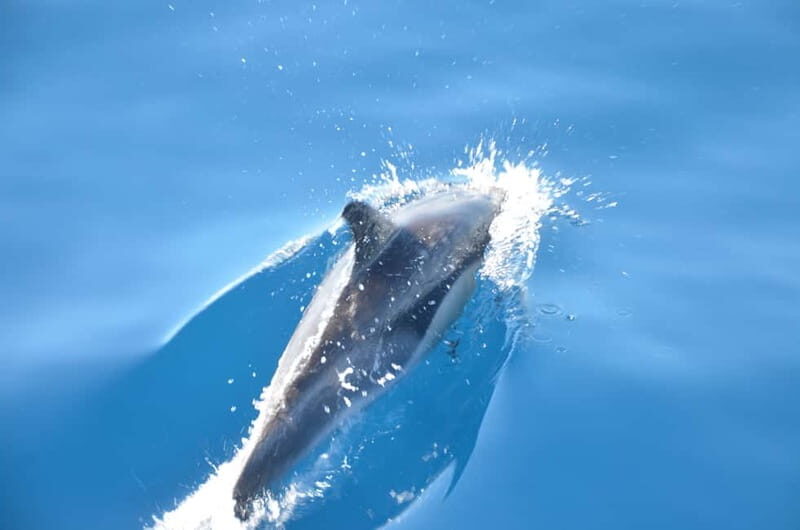 From Morro Jable: Dolphin and Whale Watching and Snorkelling - What to Expect During the Tour