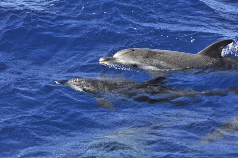 From Morro Jable: Dolphin and Whale Watching and Snorkelling - Is It Worth the Price?
