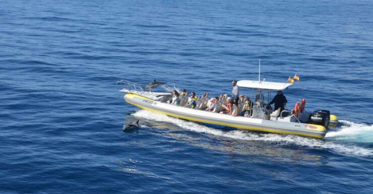 From Morro Jable: Dolphin and Whale Watching by Speedboat - Activity Details