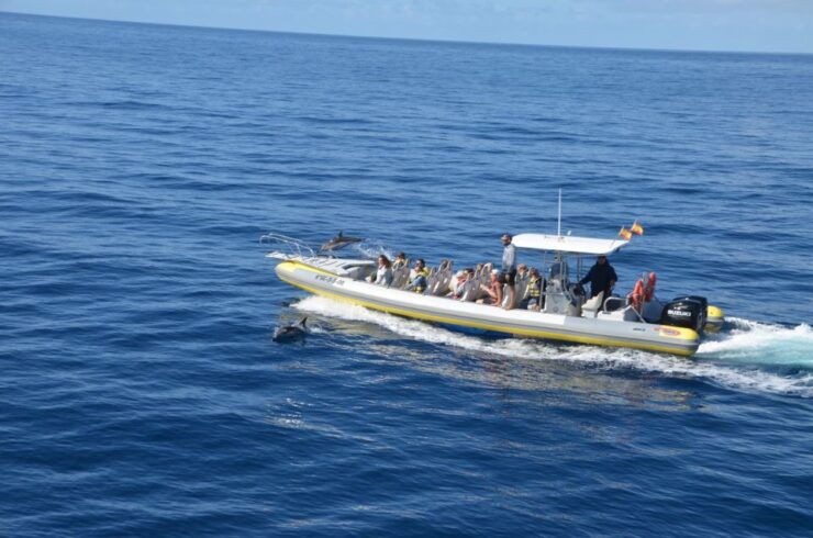 From Morro Jable: Dolphin and Whale Watching by Speedboat - Experience Highlights
